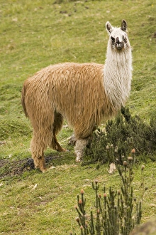 South America, Ecuador. Llama (Llama glama), Cajas National Park (Parque Nacional El Cajas) South America, Ecuador. Llama (Llama glama), Cajas National Park (Parque Nacional El Cajas)