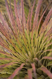 South America, Ecuador. Puya bromeliad, Cajas National Park (Parque Nacional El Cajas) South America, Ecuador. Puya bromeliad, Cajas National Park (Parque Nacional El Cajas)