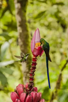Violet Tailed Sylph Gallery: South America, Equador, Tandayapa Bird Lodge. Hummingbirds on banana flower. Credit as