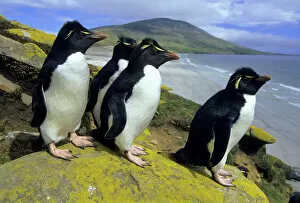 Penguin Collection: South America, Falkland Islands