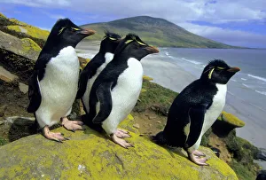 <b class=qtipBold><figcaption>South America, Falkland Islands</figcaption></b><br>Rockhopper Penguins, (Eudyptes chrysocome), Falkland Islands, South Atlantic.<br><em>© Kevin Schafer / DanitaDelimont.com</em> South America, Falkland Islands