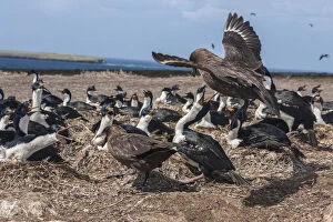 South America, Falkland Islands, Bleaker Island. Falkland skuas stealing eggs from bird colony
