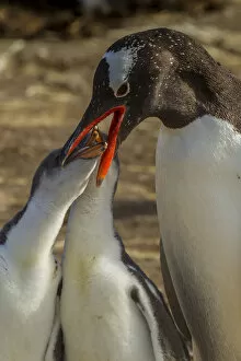 Images Dated 24th December 2014: South America, Falkland Islands, Sea Lion Island. Gentoo penguin adult feeding chicks