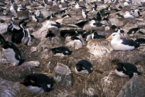 South America, Faulkland Islands. Imperial Cormorants (Phalacrocorax atriceps), penguins South America, Faulkland Islands. Imperial Cormorants (Phalacrocorax atriceps), penguins