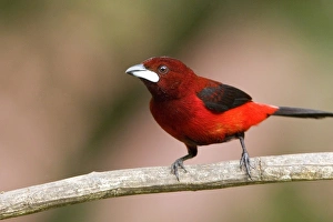 South America, Panama Canal Zone. Crimson-backed tanager on limb South America, Panama Canal Zone. Crimson-backed tanager on limb