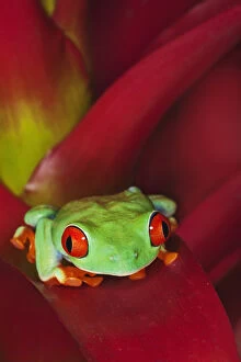 South America, Panama. Red-eyed tree frog on bromelied flower