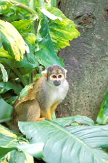 South America, Peru, Manu National Park, Rainforest. Squirrel Monkey (Saimiri sciureus) South America, Peru, Manu National Park, Rainforest. Squirrel Monkey (Saimiri sciureus)