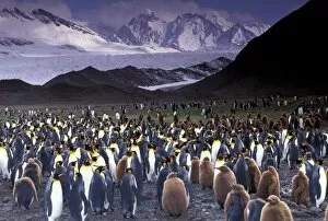King Penguin Gallery: South America, South Georgia Island, King Penguins (Aptenodytes patagonicus)
