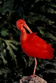 South America, Venezuela. Scarlet Ibis (Eddocimus ruber)