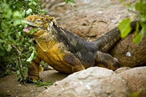 South Americaa, Ecuador, Galapagos Islands, Land Iguana eating vegetation on North South Americaa, Ecuador, Galapagos Islands, Land Iguana eating vegetation on North