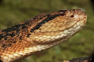 South American Bushmaster (Lachesis muta) CAPTIVE HABITAT & RANGE: Equatorial South American Bushmaster (Lachesis muta) CAPTIVE HABITAT & RANGE: Equatorial