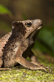 South American Crested Toad (Rhinella sp.), Yasuni National Park, Amazon Rainforest, ECUADOR South American Crested Toad (Rhinella sp.), Yasuni National Park, Amazon Rainforest, ECUADOR