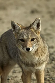 South American gray fox (Lycalopex griseus), Patagonia, Argentina South American gray fox (Lycalopex griseus), Patagonia, Argentina