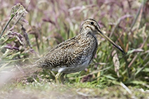 South American snipe or Magellan snipe (Gallinago paraguaiae or Gallinago magellanica) South American snipe or Magellan snipe (Gallinago paraguaiae or Gallinago magellanica)