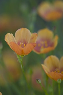 South of Devine Texas along Interstate 35 Yellow Flax South of Devine Texas along Interstate 35 Yellow Flax