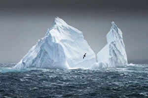 South Georgia Island Gallery: South Georgia Island. Albatross flying past pinnacled iceberg
