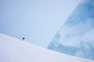South Georgia Island. Chinstrap penguin on iceberg South Georgia Island. Chinstrap penguin on iceberg