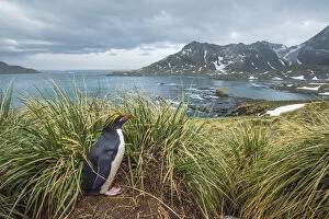 South Georgia Island Gallery: South Georgia Island, Cooper Bay. Macaroni penguin in the tussock grass