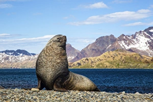 South Georgia Island, Stromness Bay, Fur Seal South Georgia Island, Stromness Bay, Fur Seal