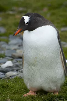 Gentoo Penguin Gallery: South Georgia. Stromness. Gentoo penguin (Pygoscelis papua)
