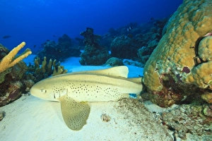 South Huvadhoo Atoll, Southern Maldives, Indian Ocean South Huvadhoo Atoll, Southern Maldives, Indian Ocean