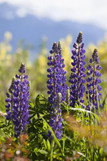 <b class=qtipBold><figcaption>South Island, lupine</figcaption></b><br><em>© Greg Johnston / DanitaDelimont.com</em> South Island, lupine