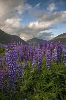 Australia Collection: South Island. Lupine blooming in valley
