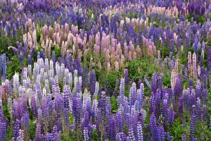 Images Dated 2nd January 2007: South Pacific, New Zealand, South Island. Blooming lupine flowers in Fiordland National Park