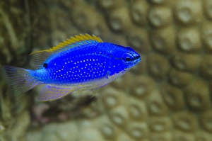 South Seas Devil Damselfish (Chrysiptera Taupou), Coral Reef, Koro Island, Fiji South Seas Devil Damselfish (Chrysiptera Taupou), Coral Reef, Koro Island, Fiji
