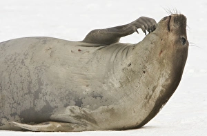 South Shetland Islands, Antarctica. Young Elephant Seal Scratches Chin South Shetland Islands, Antarctica. Young Elephant Seal Scratches Chin