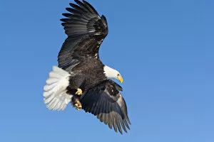 Southeast Alaska, Mature Bald Eagle in flight with wings spread