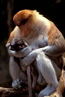Images Dated 27th January 2005: Southeast Asia, Proboscis monkey, mother and baby, primate
