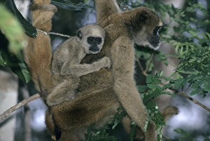 Southeast Brazil, Northern Woolly Spider Monkey, (Brachyteles a. hypoxanthus), Muriqui Southeast Brazil, Northern Woolly Spider Monkey, (Brachyteles a. hypoxanthus), Muriqui