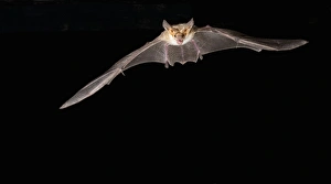 southern Arizona, USA, Pallid Bat, Antrozous pallidus. In flight, searching for southern Arizona, USA, Pallid Bat, Antrozous pallidus. In flight, searching for