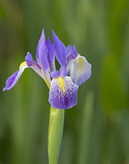 Southern blue flag iris, Iris virginica, Loxahatchee National Wildlife Refuge, Florida Southern blue flag iris, Iris virginica, Loxahatchee National Wildlife Refuge, Florida