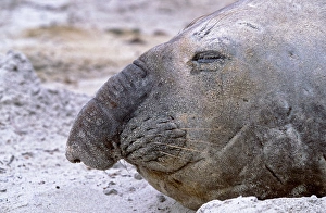 Falkland Islands Gallery: Southern Elephant Seal adult bull moulting on beach, Falkland Islands, January