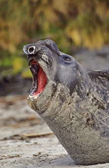 Falkland Islands Gallery: Southern Elephant Seal bull mouth wide open in threat or fear display on beach during