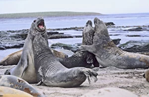 Falkland Islands Gallery: Southern Elephant Seal bulls in mock fight in moulting season, Falkland Islands, January