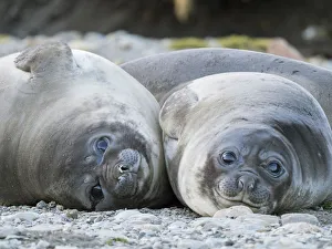 Southern elephant seal (Mirounga leonina) weaned pup on beach Southern elephant seal (Mirounga leonina) weaned pup on beach