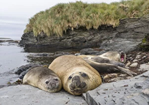Falkland Islands Gallery: Southern elephant seal (Mirounga leonina), male, after breeding period on the Falkland Islands