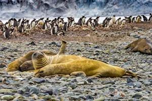 Gentoo Penguin Gallery: Southern elephant seals and Gentoo Penguin rookery, Yankee Harbor, Greenwich Island