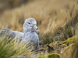 Southern Giant Petrel (Macronectes giganteus) on nest in Godthul on South Georgia Island Southern Giant Petrel (Macronectes giganteus) on nest in Godthul on South Georgia Island