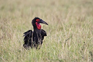 Southern Ground Hornbill or cafer (Bucorvus leadbeateri), Masai Mara, Kenya, Africa