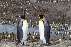 Aptenodytes Patagonicus Gallery: Southern Ocean, South Georgia. Two adult penguins stand overlooking the colony with fewer