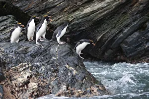 Southern Ocean, South Georgia, Cooper Bay. Macaroni penguins stand on a rocky outcrop Southern Ocean, South Georgia, Cooper Bay. Macaroni penguins stand on a rocky outcrop