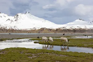 Southern Ocean, South Georgia, Fortuna Bay, reindeer, Rangifer tarandus Southern Ocean, South Georgia, Fortuna Bay, reindeer, Rangifer tarandus
