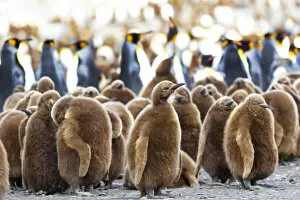 Aptenodytes Patagonicus Gallery: Southern Ocean, South Georgia. King penguin chicks stand together with adults in