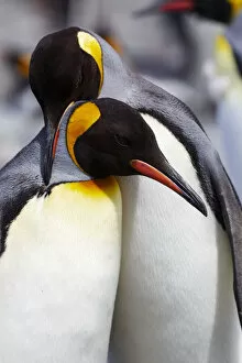 Aptenodytes Patagonicus Gallery: Southern Ocean, South Georgia. Portrait of two adults exhibiting courting behavior