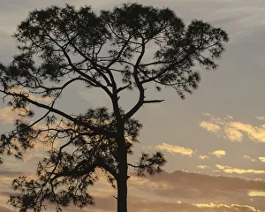 Southern pine at sunset, Bushnell, Florida Southern pine at sunset, Bushnell, Florida