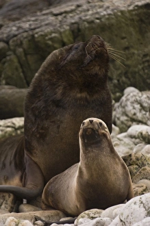 Southern Sealions (Otaria flavescens) Bull and female. Cape Dolphin designated Wildlife Southern Sealions (Otaria flavescens) Bull and female. Cape Dolphin designated Wildlife